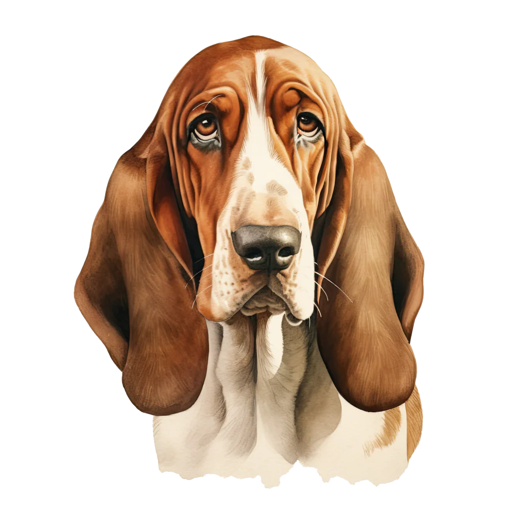 Basset Hound DogBreeds 009