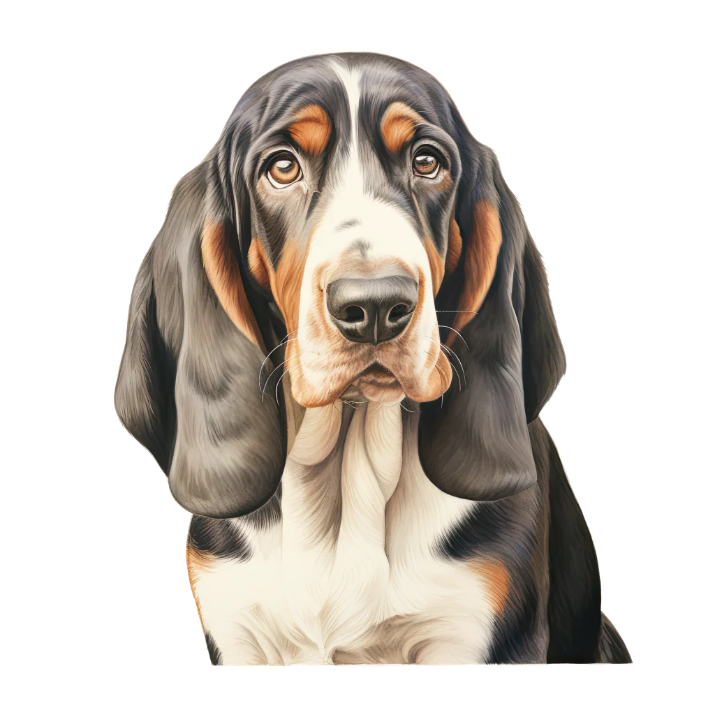 Basset Hound DogBreeds 012