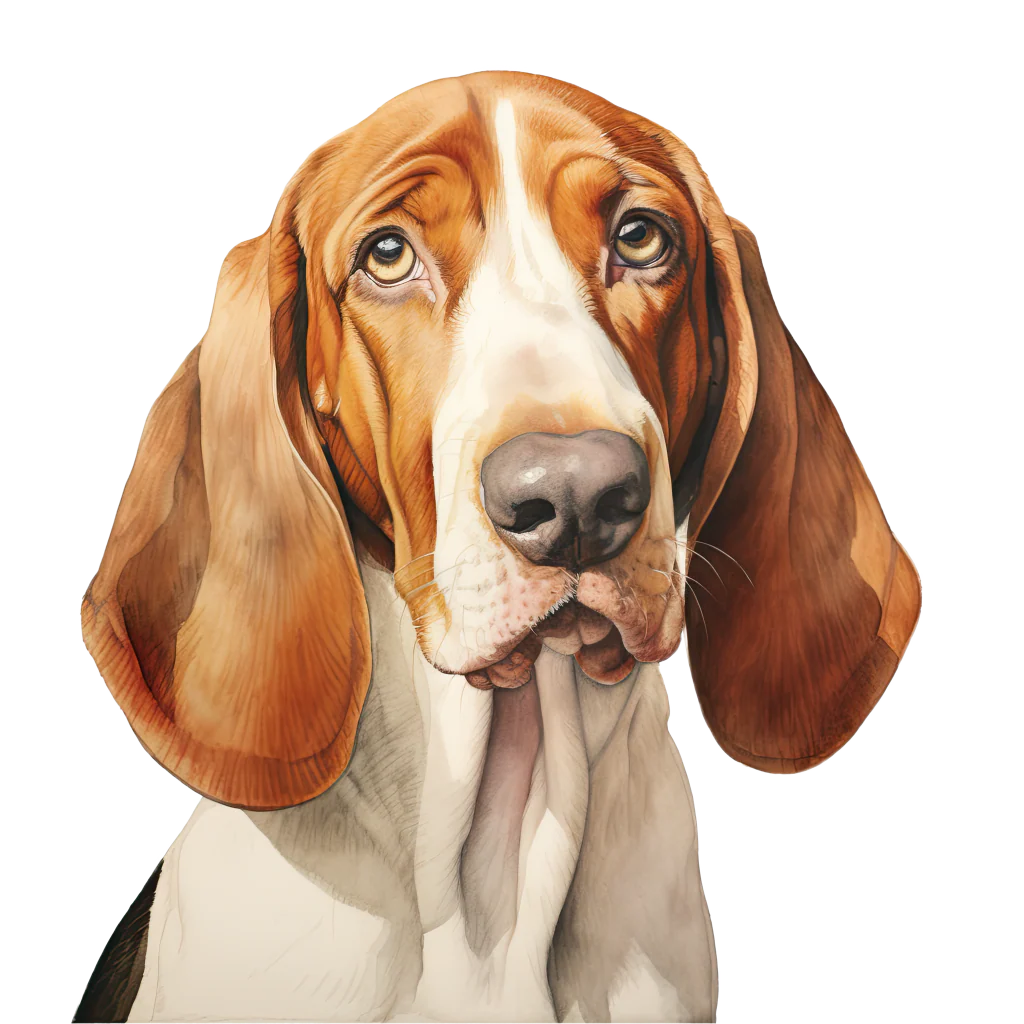 Basset Hound DogBreeds 014