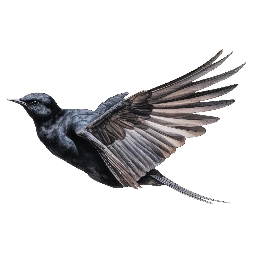 Black tern bird 1- paitakuva