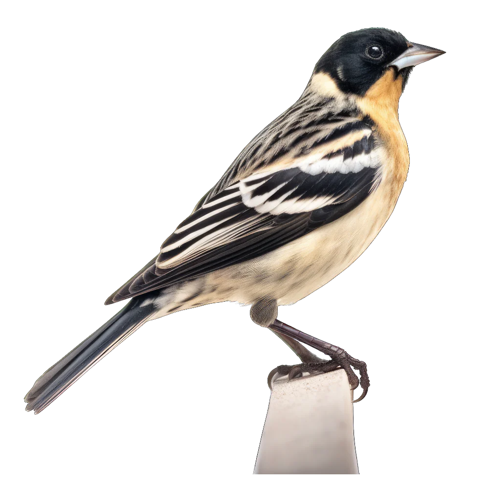 Bobolink bird 1- paitakuva