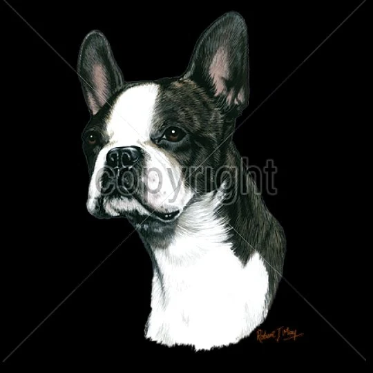 BOSTON TERRIER (13744)