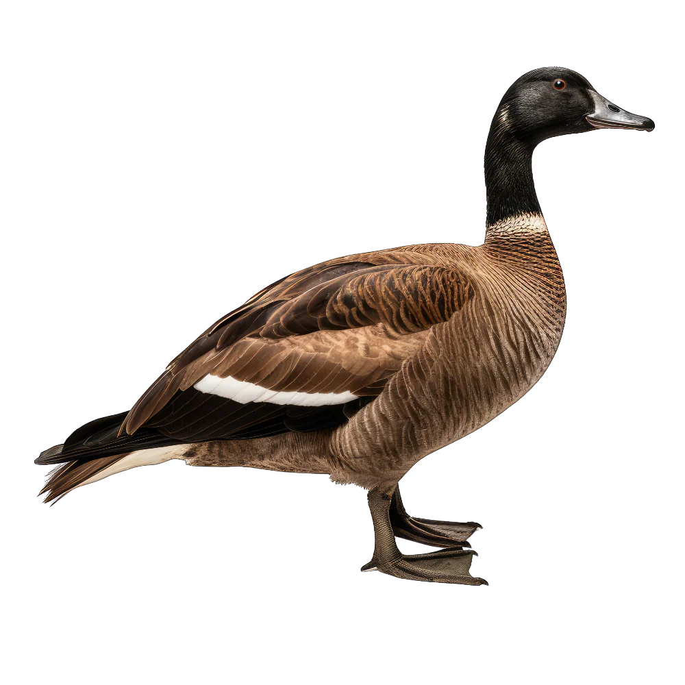 Brant bird 3- paitakuva