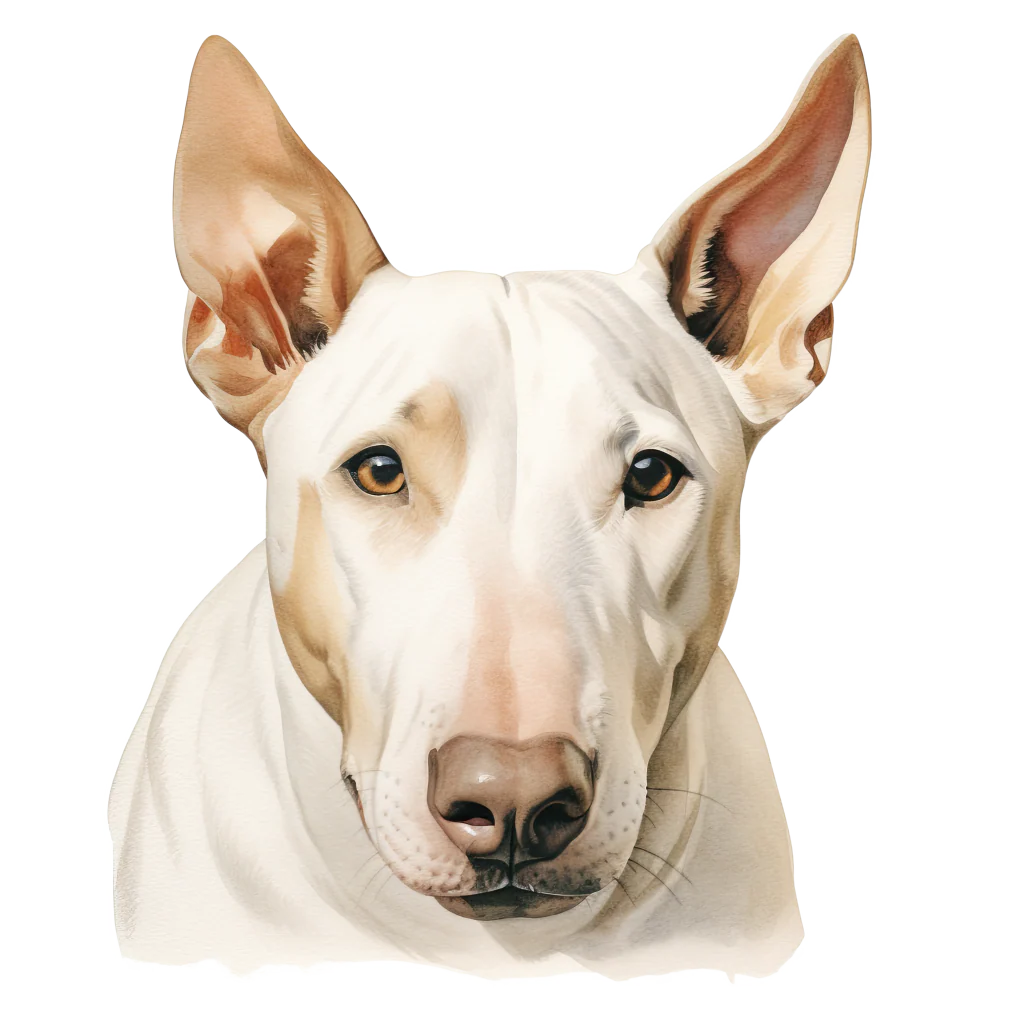 Bull Terrier DogBreeds 016