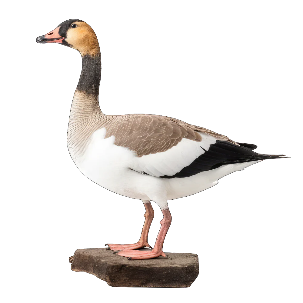 Cackling goose bird 2- paitakuva