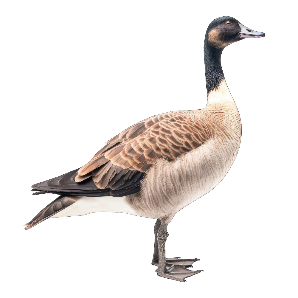 Canada goose bird 1- paitakuva