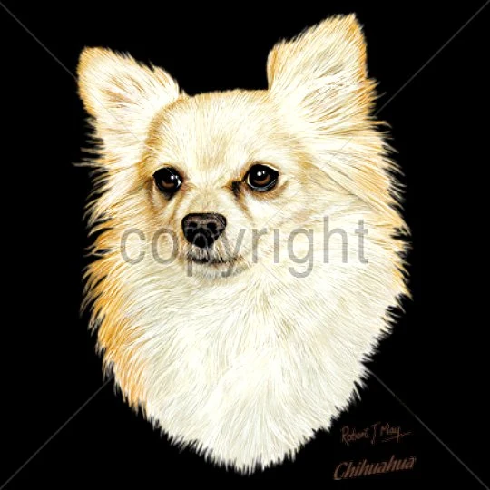 CHIIHUAHUA - LONGHAIR (14087)