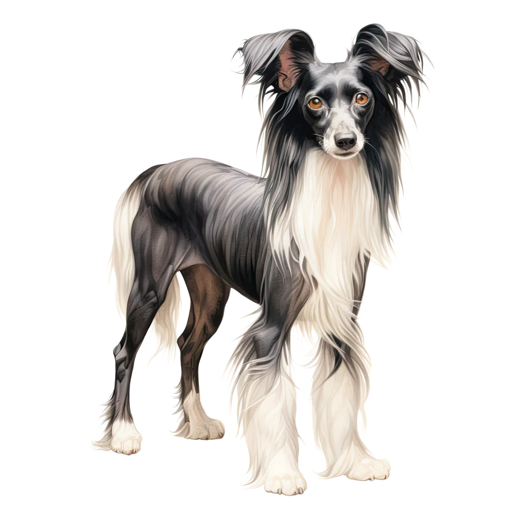 Chinese Crested / Kiinanharjakoira DogBreeds 004
