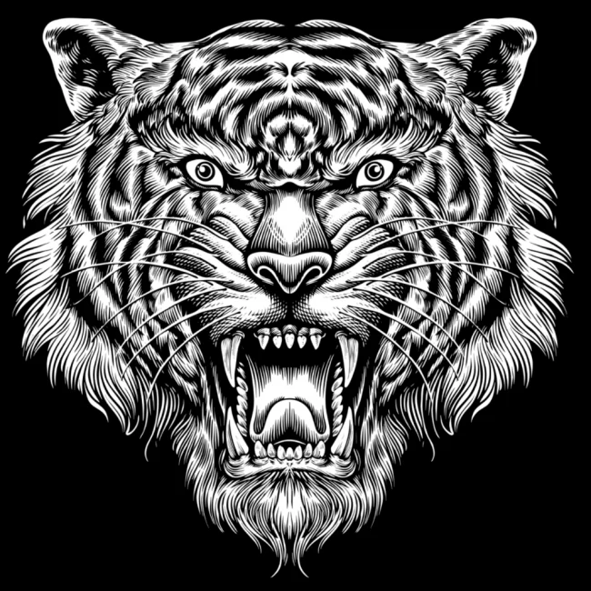 COLLEGE - TIGER (00 2471) - Image 2