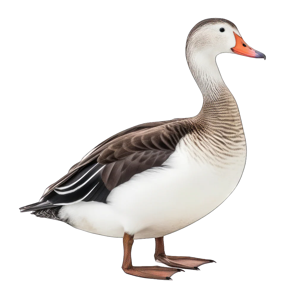 Common eider bird 1- paitakuva