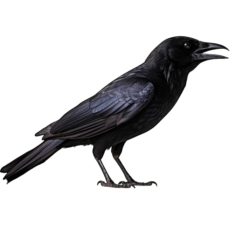 Fish crow bird 1- paitakuva