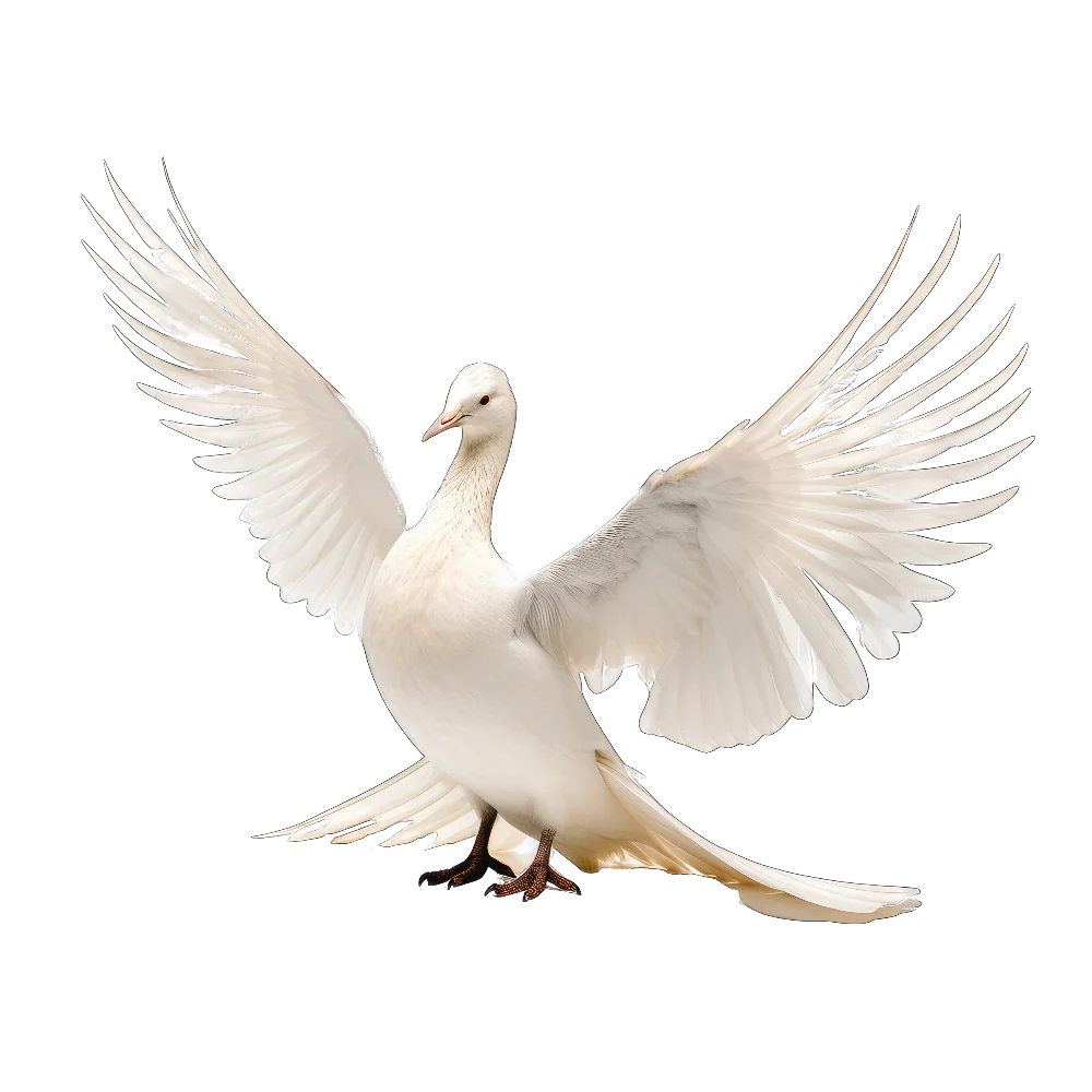 Iceland gull bird 1- paitakuva