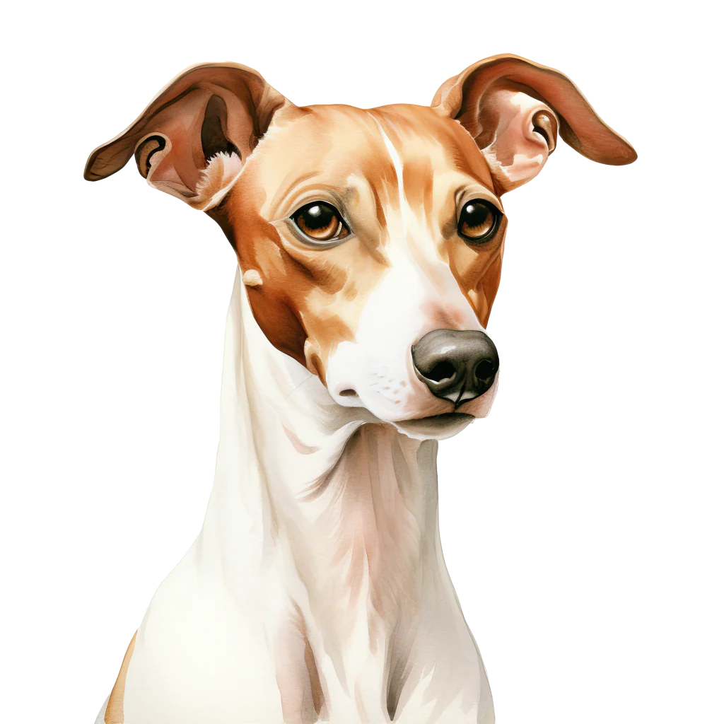 Italian Greyhound / Italianvinttikoira DogBreeds 019
