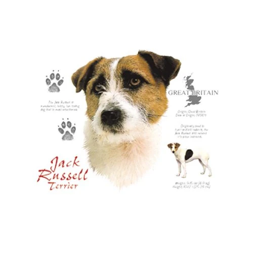 JACK RUSSEL TERRIER (4699)
