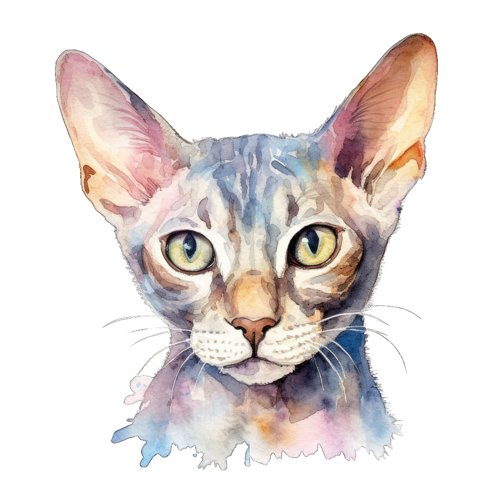 PAINATUS - German rex cat