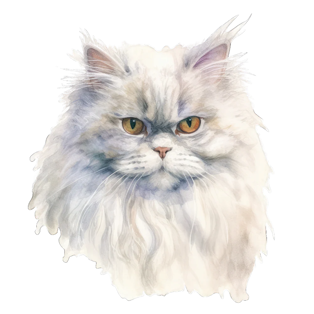 PAINATUS - Selkirk rex longhair cat