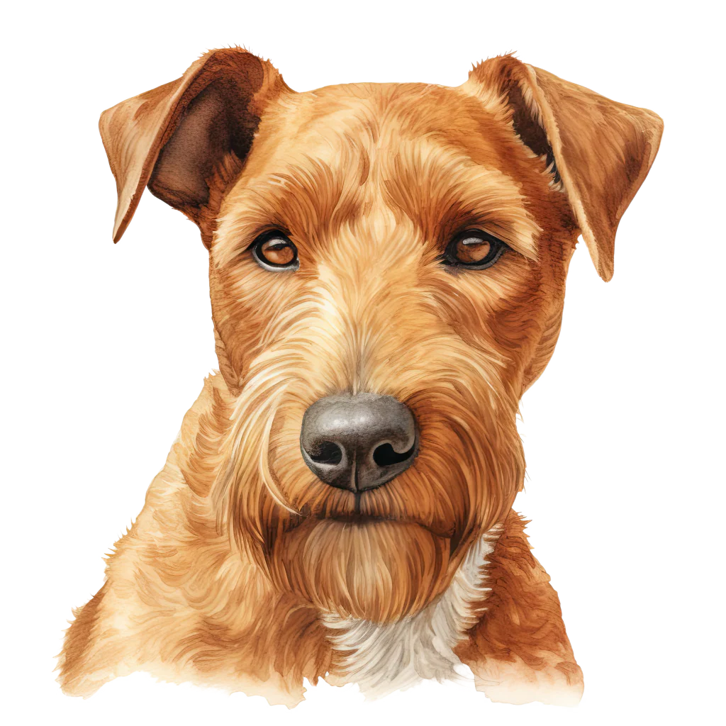 Lakeland Terrier / Lakelandinterrieri DogBreeds 023