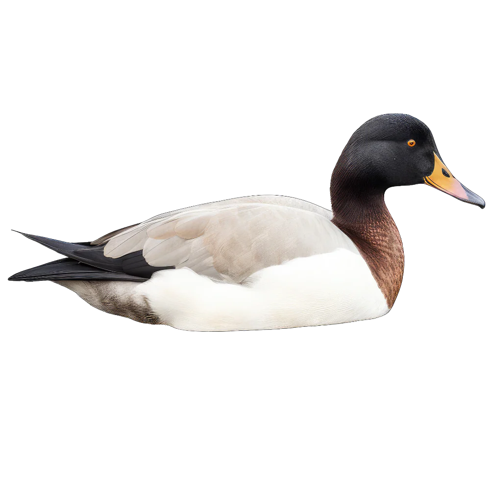 Lesser scaup bird 2- paitakuva