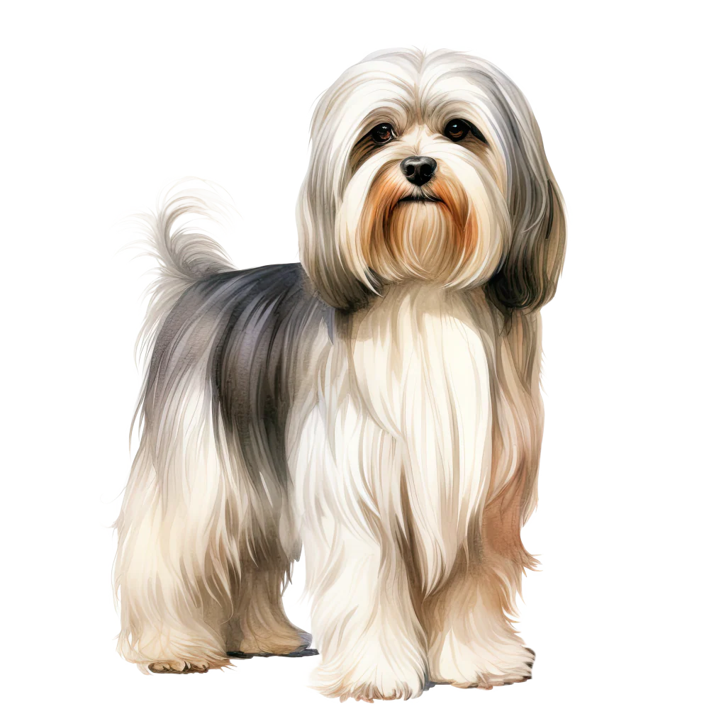 Lowchen / Pienileijonakoira DogBreeds 008