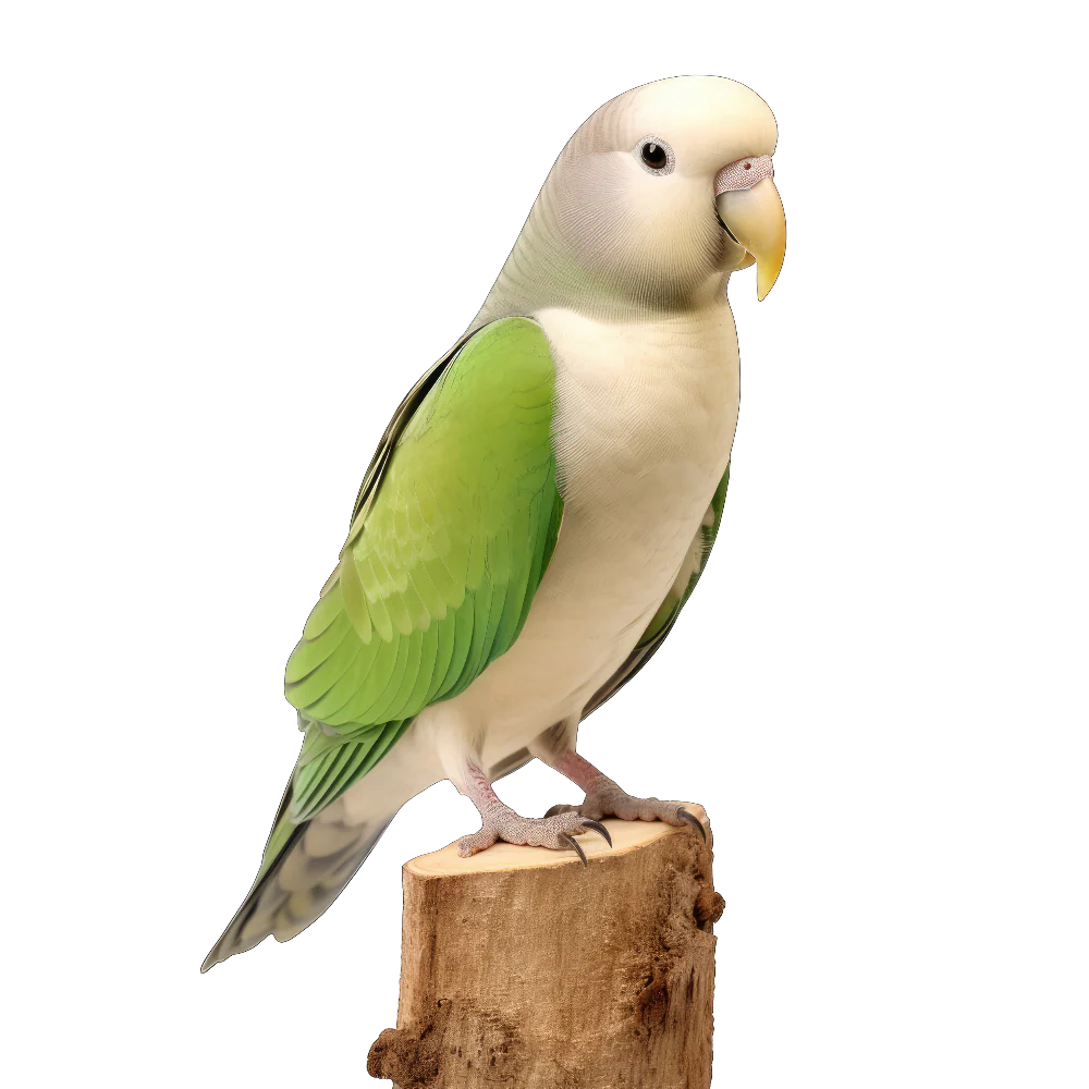 Monk parakeet bird 1- paitakuva