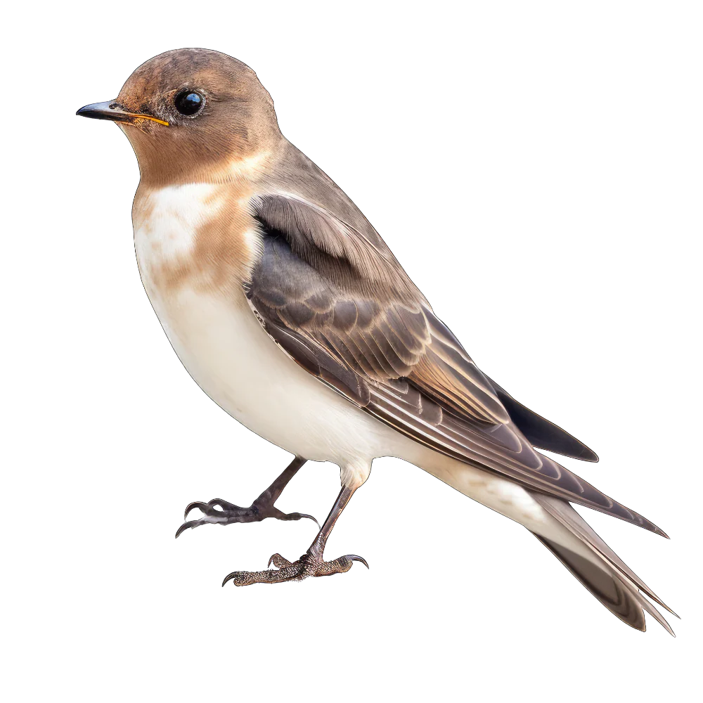 Northern rough-winged swallow bird 1- paitakuva