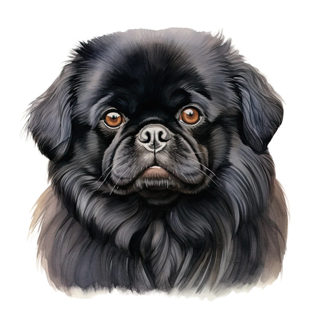 Pekingese / Kiinanpalatsikoira DogBreeds 013