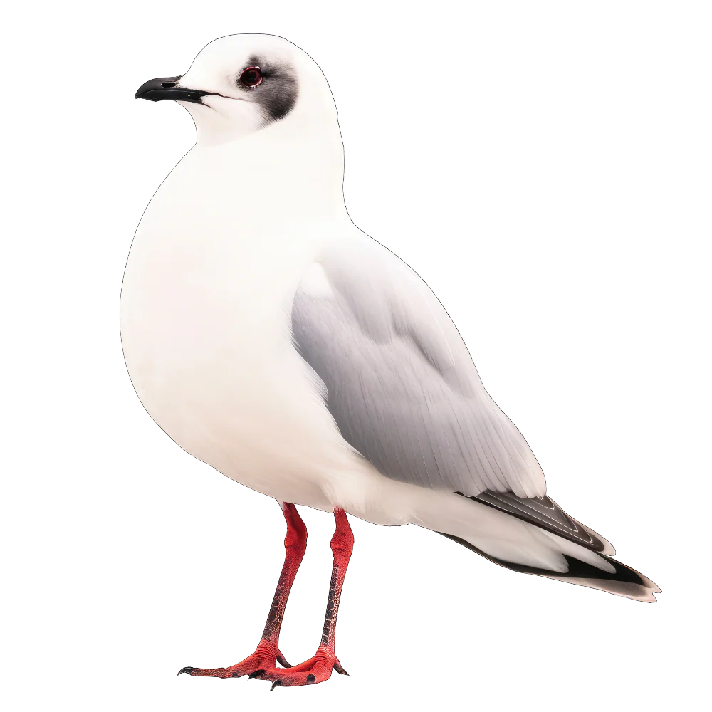 Rosss gull bird 1- paitakuva