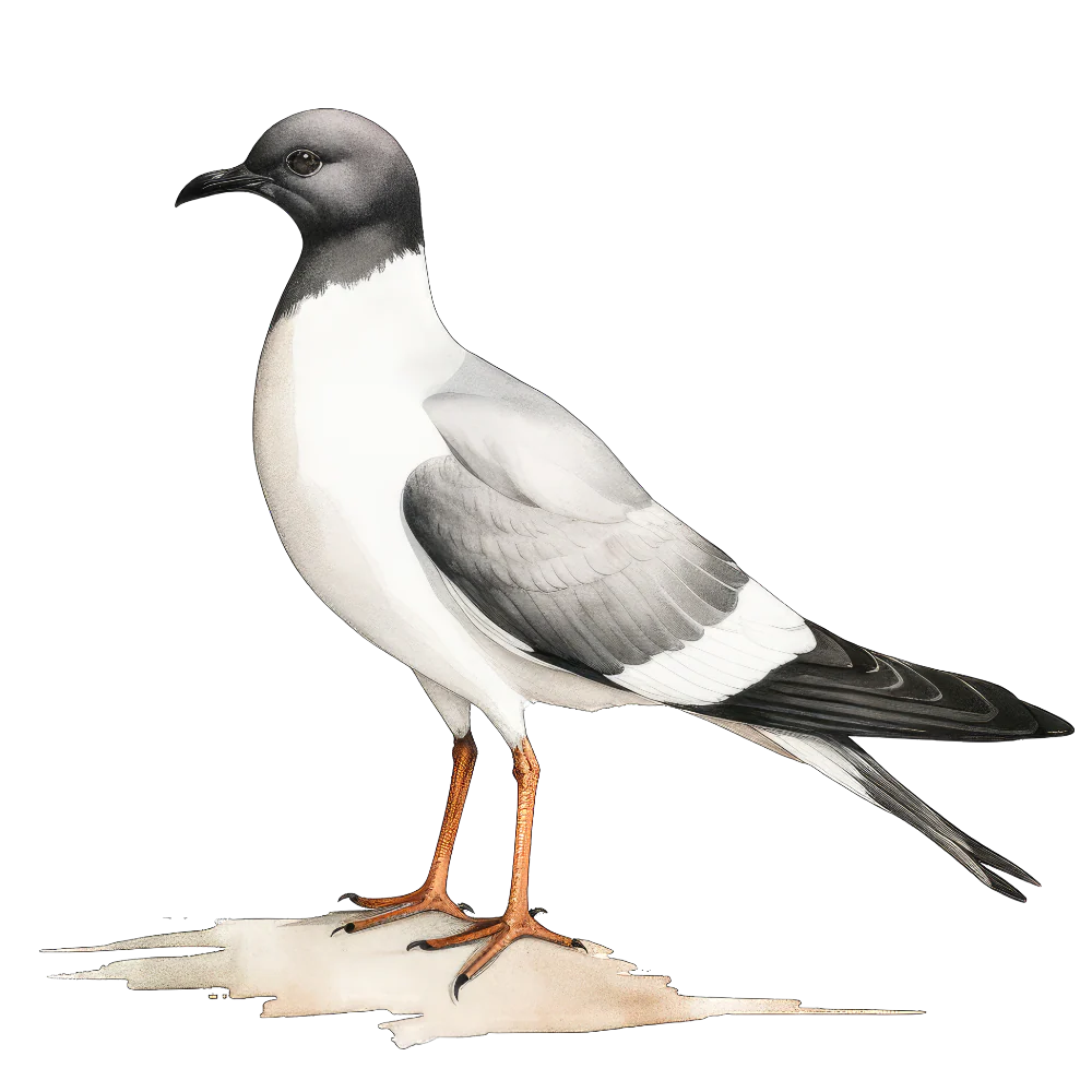 Sabines gull bird 2- paitakuva