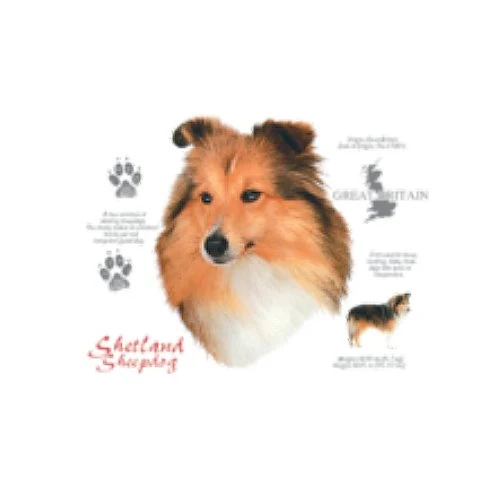 SHETLAND SHEEPDOG (4741)