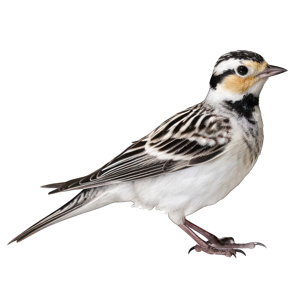 Smiths longspur bird 1- paitakuva