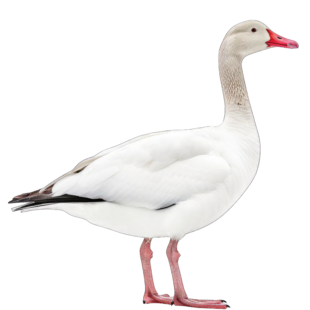 Snow goose bird 2- paitakuva