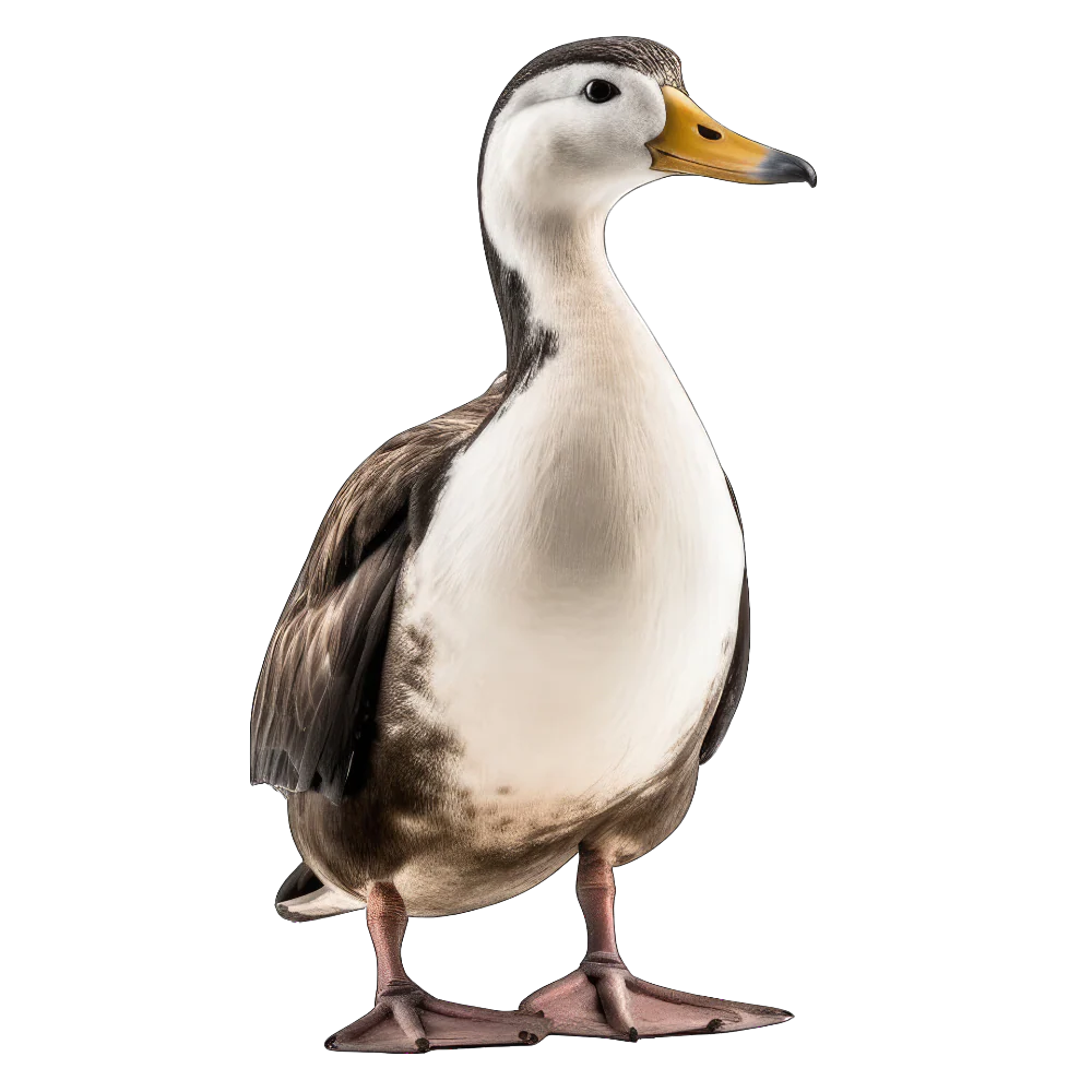 Spectacled eider bird 1- paitakuva