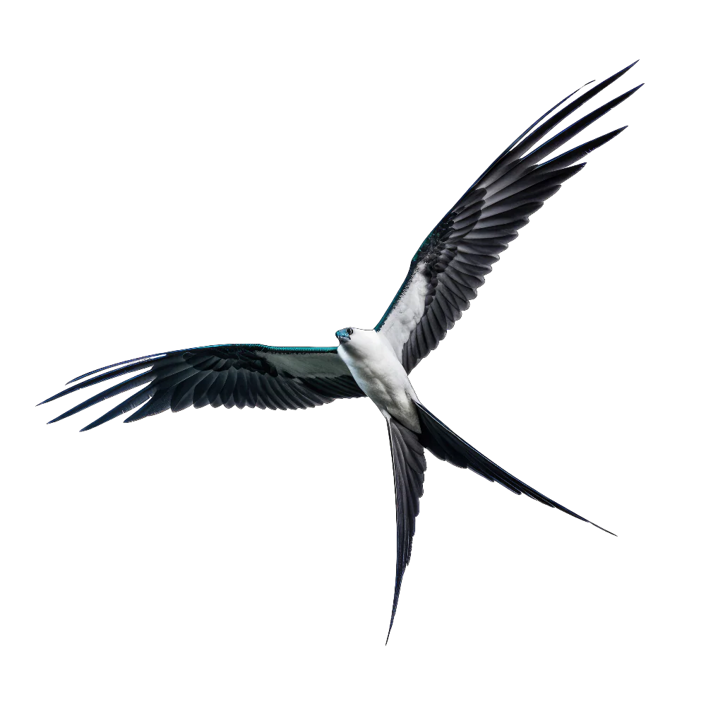 Swallow-tailed kite bird 1- paitakuva