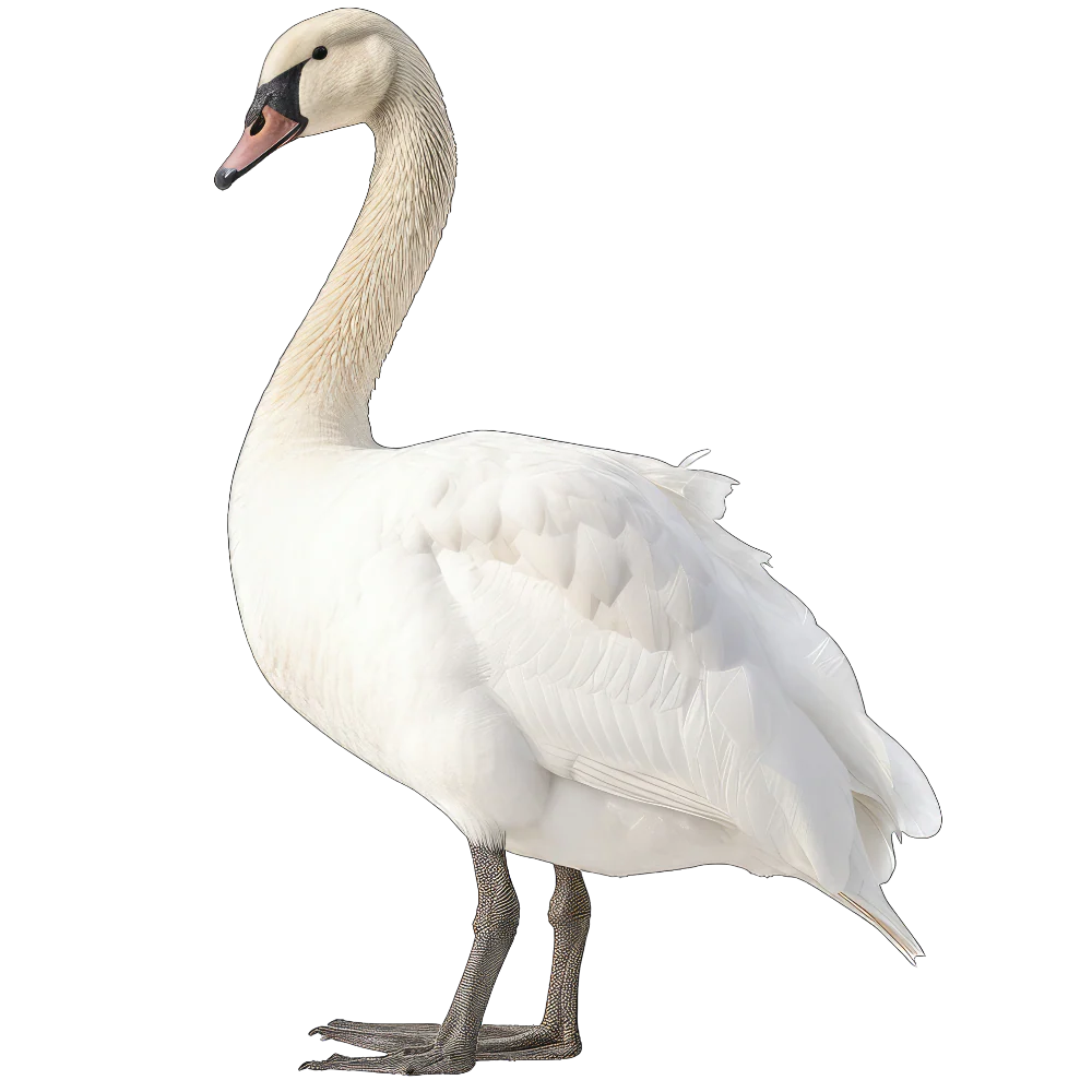 Tundra swan bird 1- paitakuva