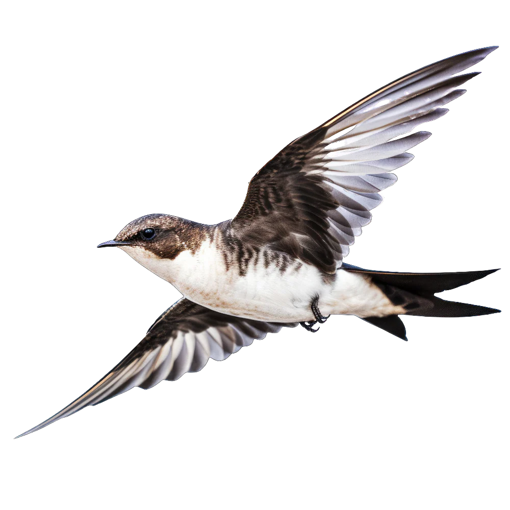 White-collared swift bird 1- paitakuva