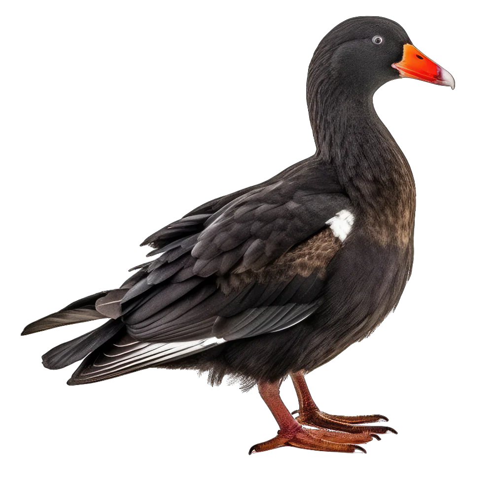 White-winged scoter bird 1- paitakuva